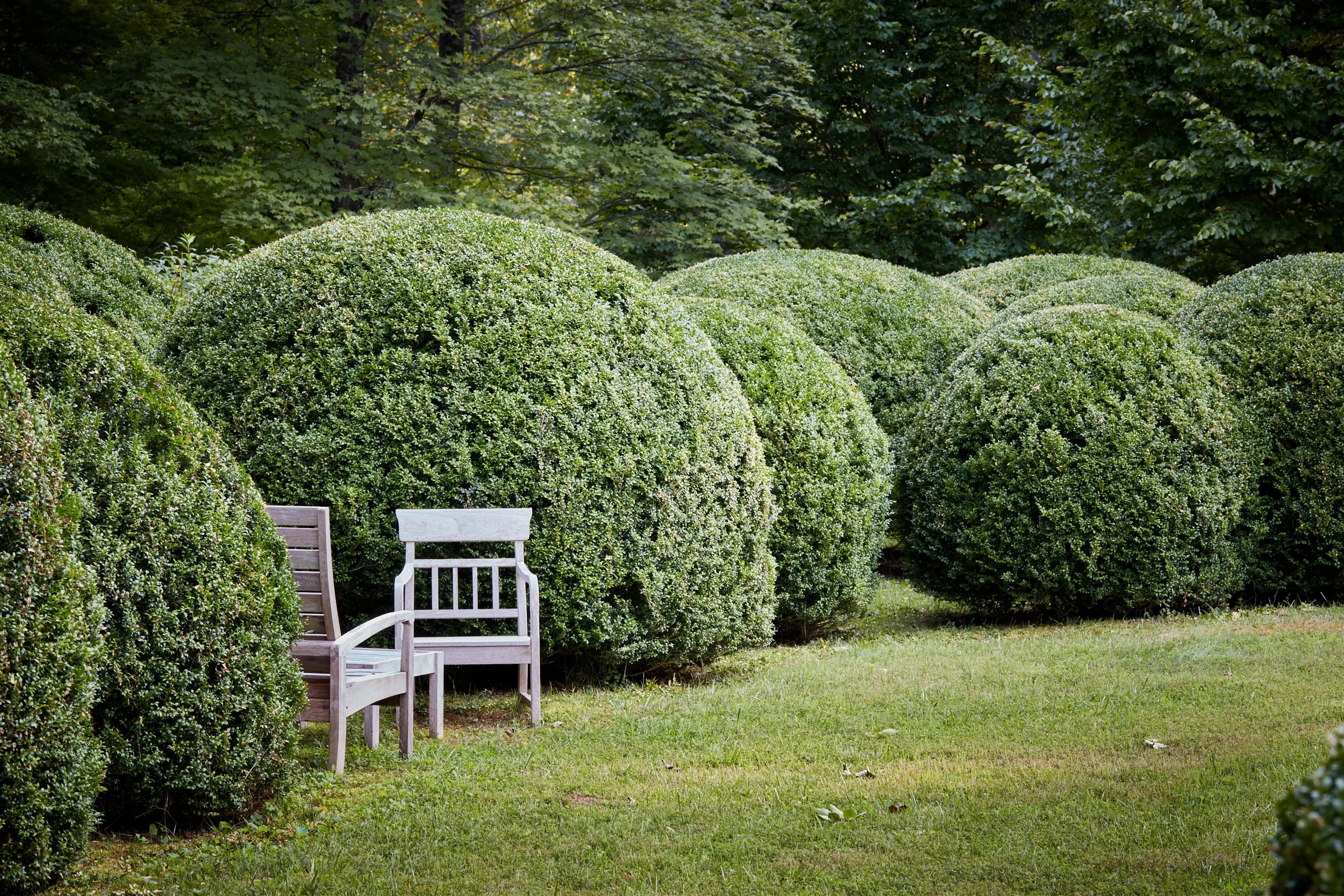 A park scene with large, round, neatly trimmed green bushes and three white wooden benches on a grassy area with dense green trees in the background.