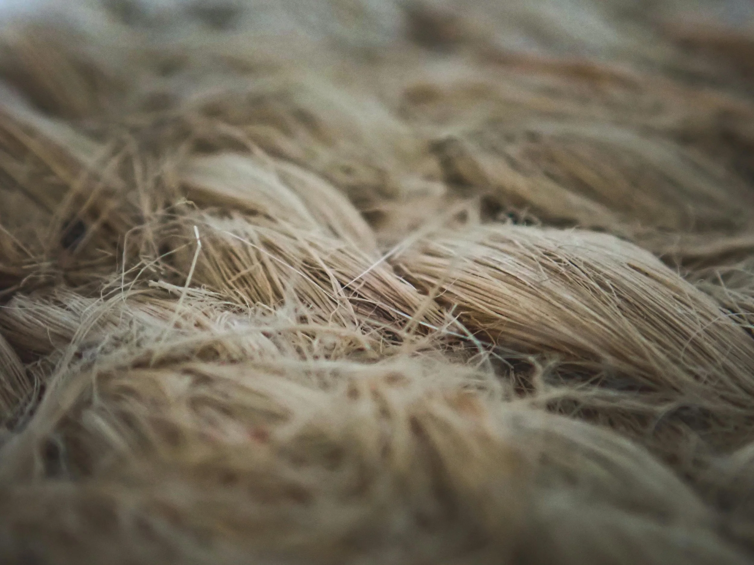Close-up of animal fur or feathers with intricate texture and color variation.