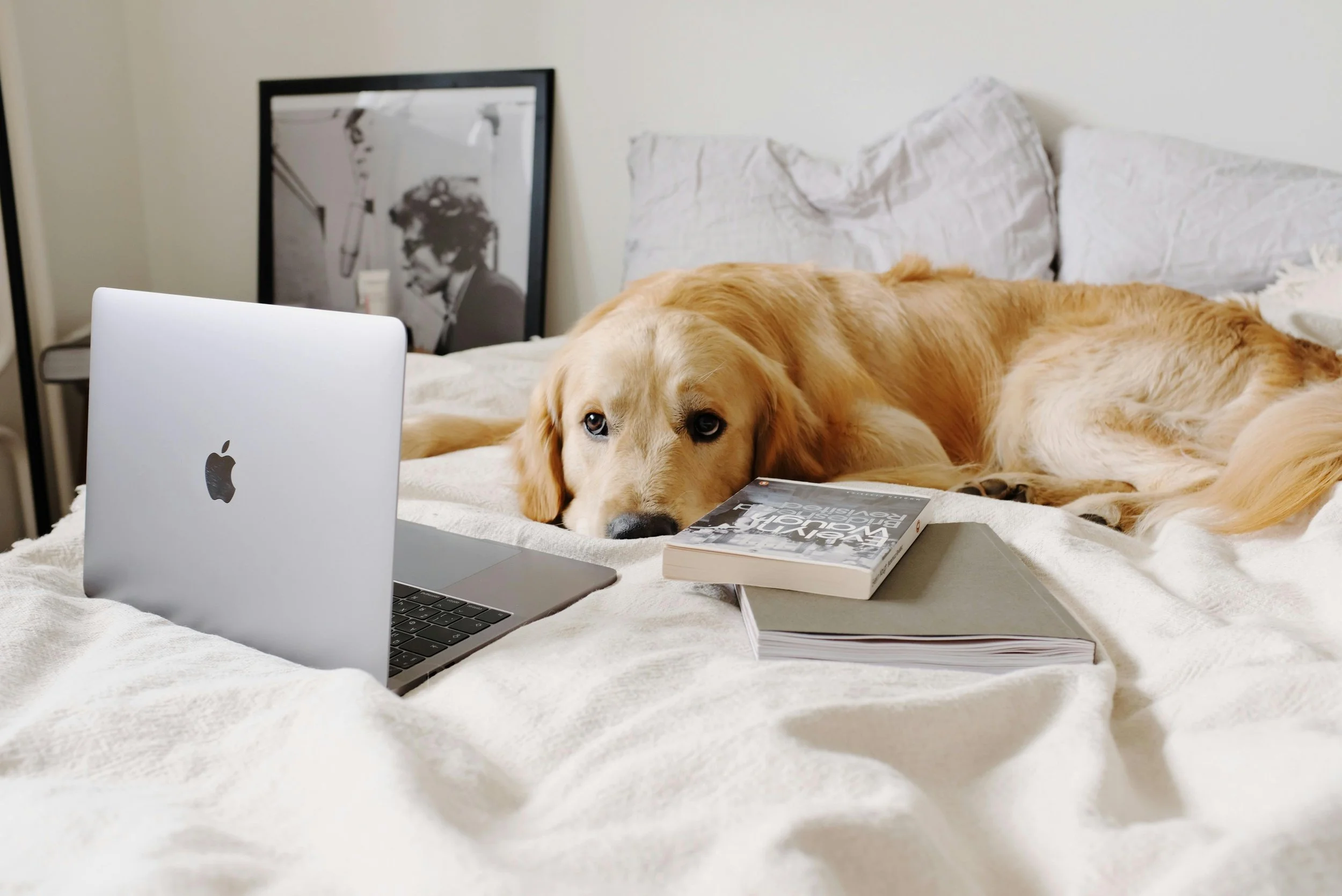 A golden retriever lying on a bed surrounded by a laptop, books, and papers, with a black-and-white framed photograph in the background.