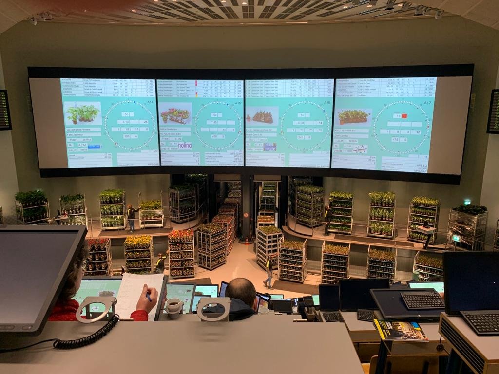 Fresh cut flowers exported by KUB EXPORT from Royal FloraHolland