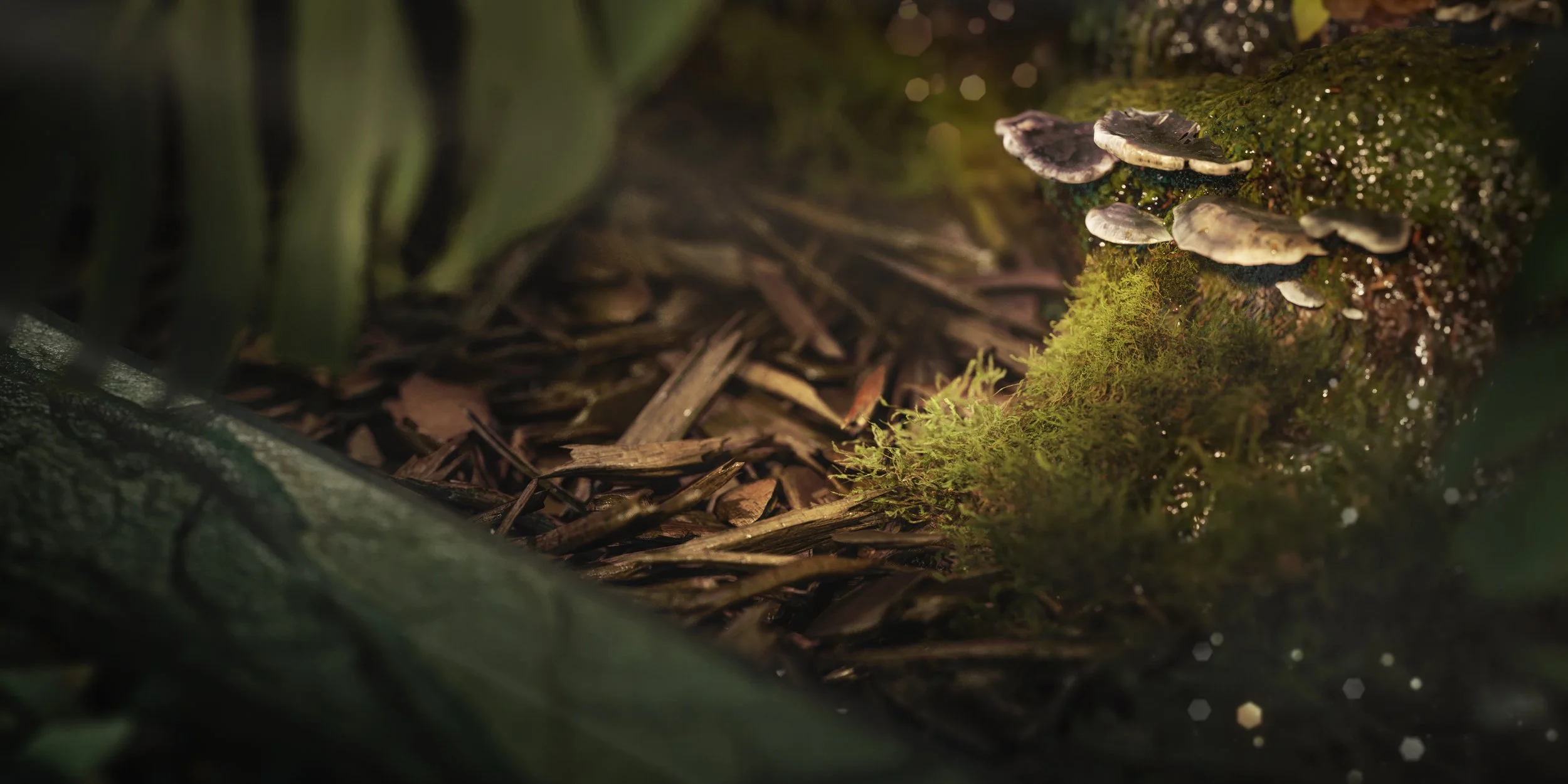 Vista próxima de cogumelos brancos crescendo em tronco coberto de musgo na floresta, sob luz suave.