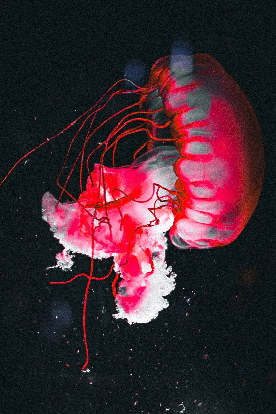 A photograph of a jellyfish with a transparent, rounded bell-shaped body and long, flowing tentacles, floating in dark water.
