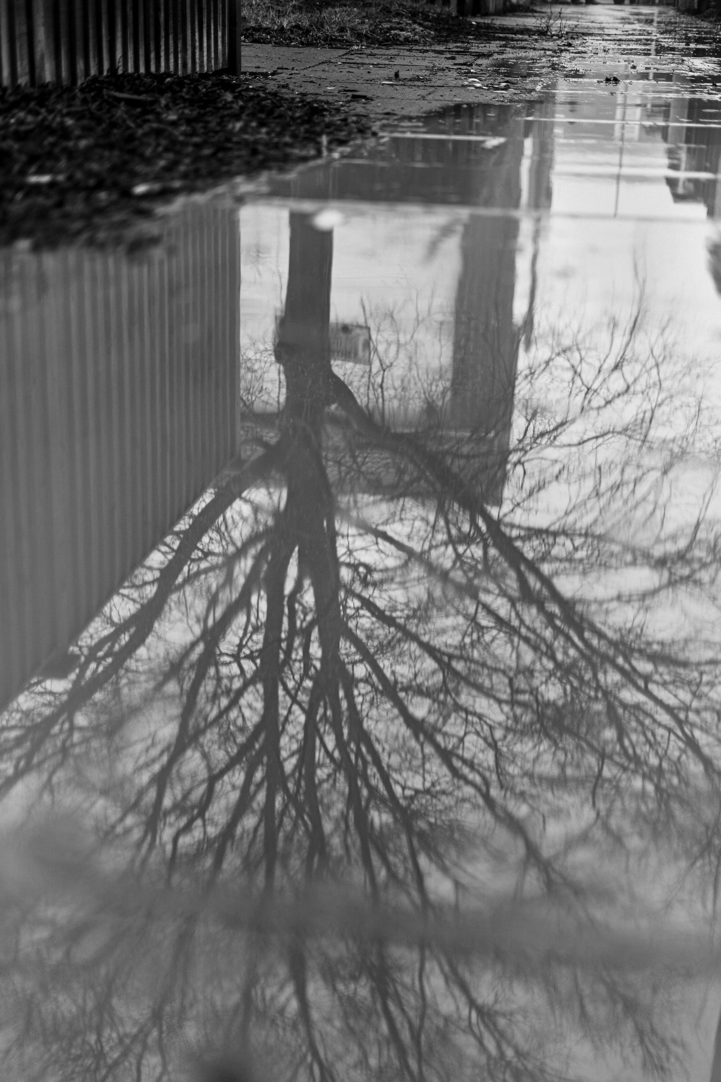 Reflective puddle on a sidewalk showing a leafless tree and overcast sky, with a fence on the left side.