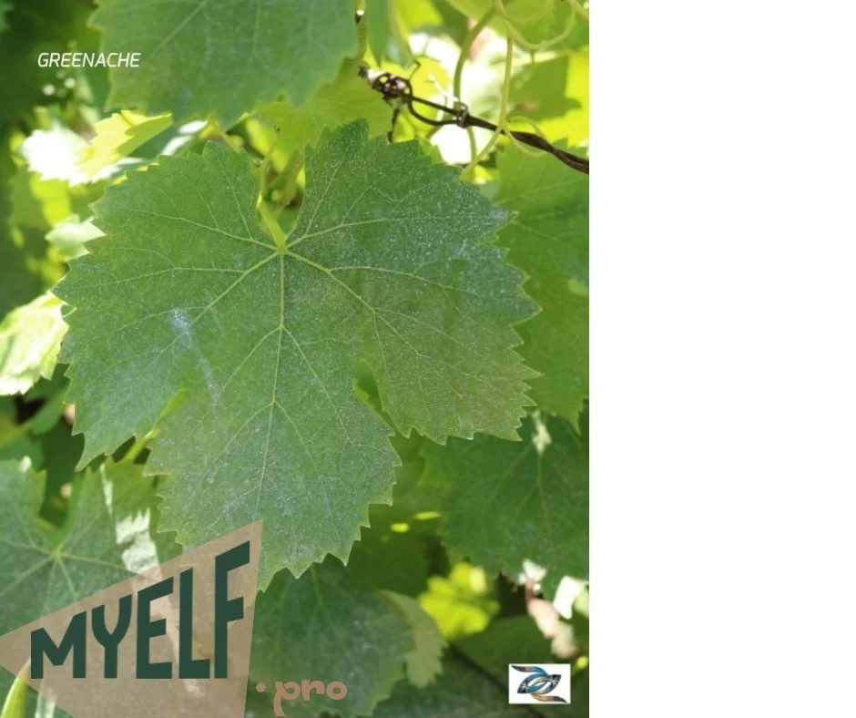 © 2026 MyElf- myelf.pro AOC Bellet Grenache.jpg