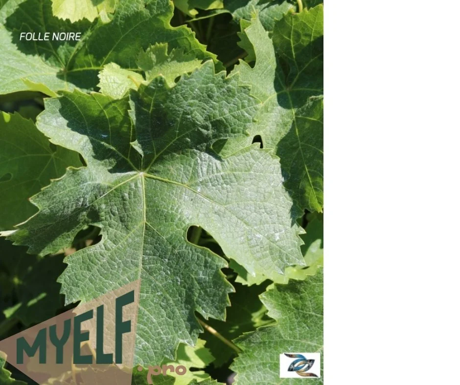 © 2026 MyElf- myelf.pro Blog  Vin de Bellet Folle Noire.jpg