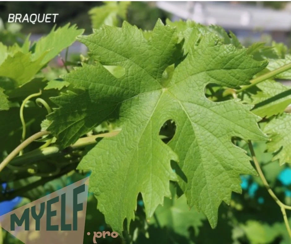 © 2026 MyElf- myelf.pro Blog AOC Bellet Braquet.jpg