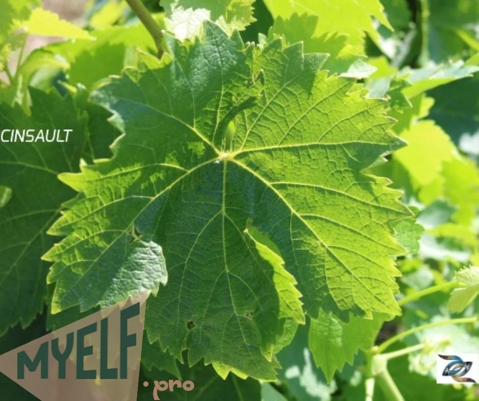 © 2026 MyElf- myelf.pro Blog AOC Bellet Cinsault.jpg