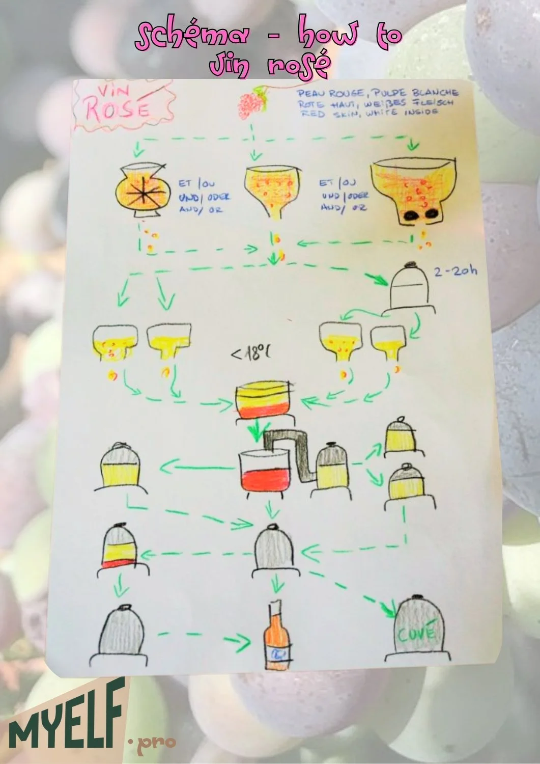 © 2026 MyElf Le Blog SCHEMA VIN ROSE.jpg