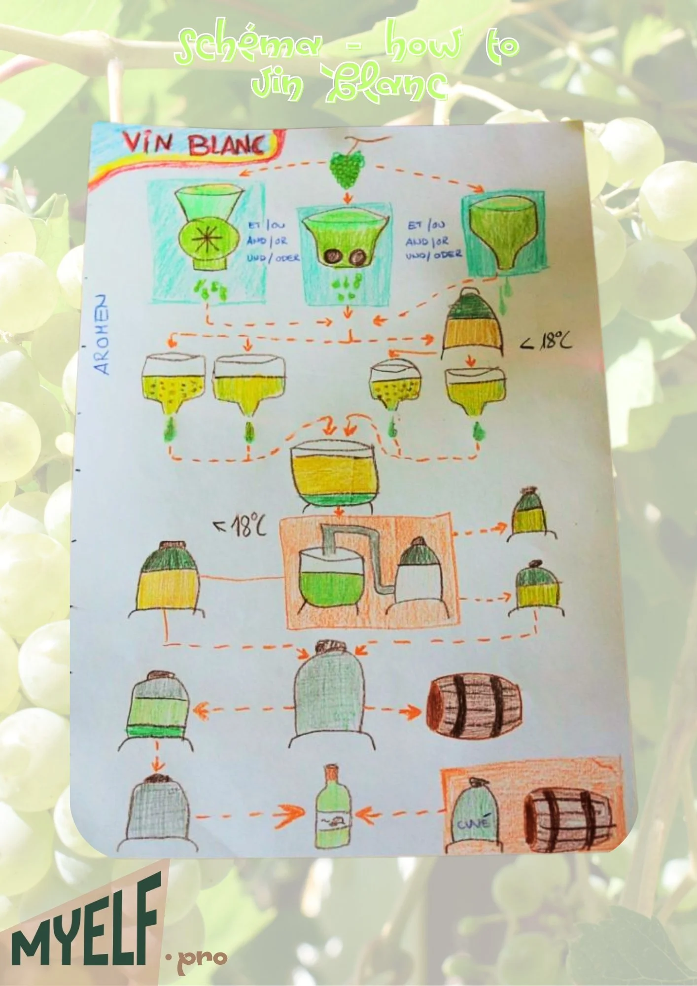 © 2026 MyElf Le Blog SCHEMA VIN BLANC.jpg