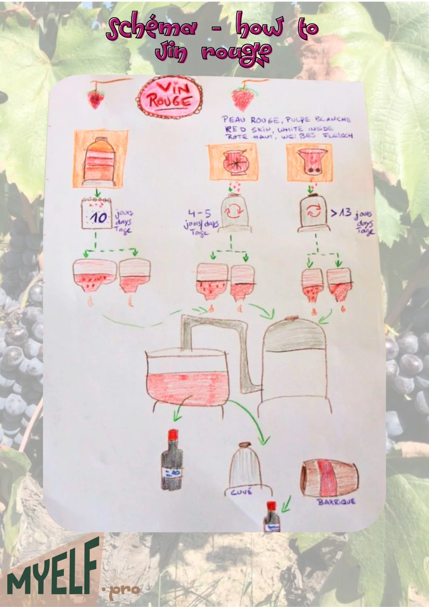 © 2026 MyElf Le Blog SCHEMA VIN ROUGE.jpg