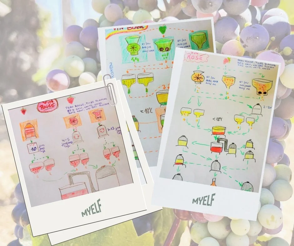 How to make wine - schéma