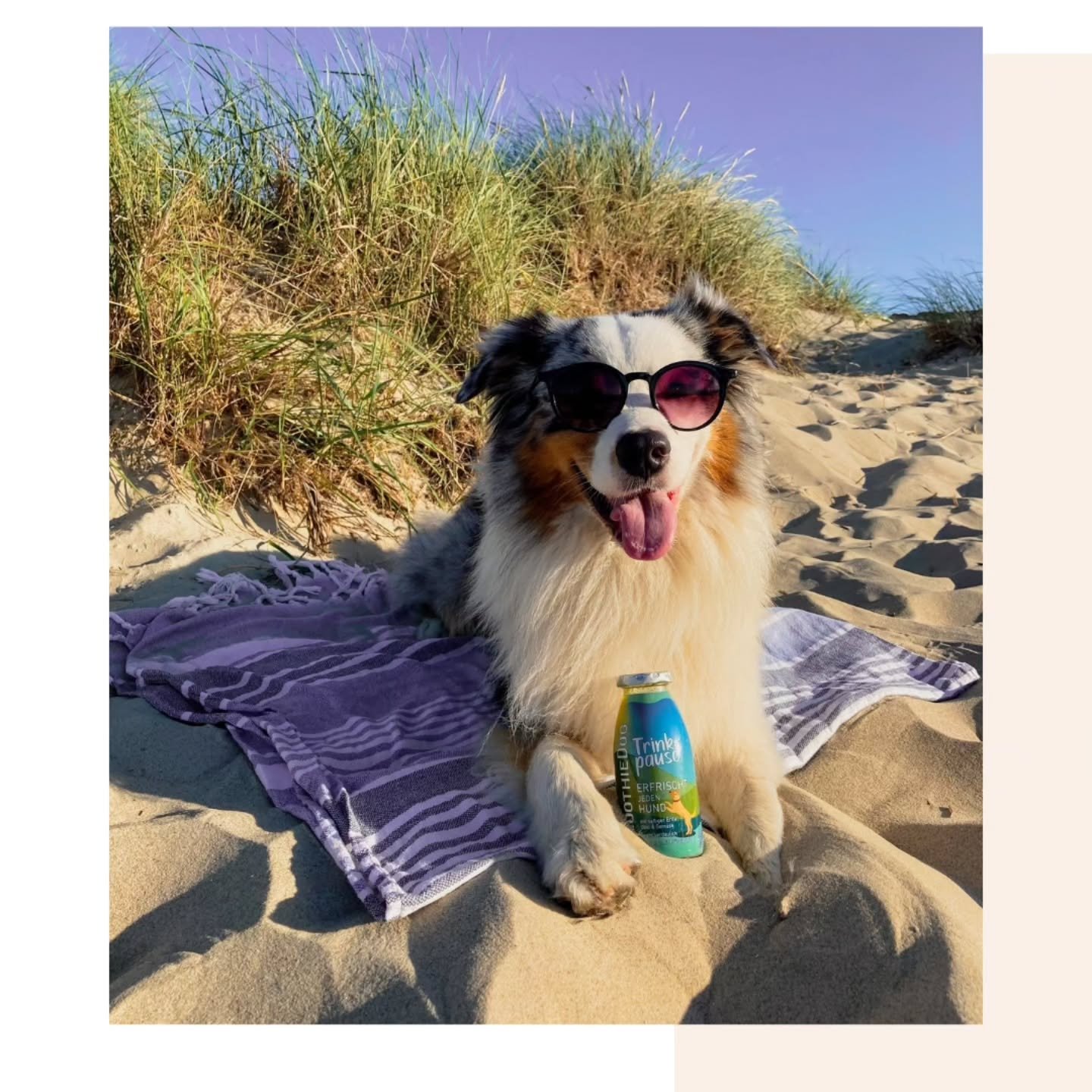 De zomer is hier!
Dat betekent ook voor velen van ons zomervakantie. 

Neem je de hond mee op vakantie? Dan kan het handig zijn om een aantal vaardigheden met je hond te oefenen. Het is namelijk wel zo fijn als je hond af en toe alleen kan zijn, rust
