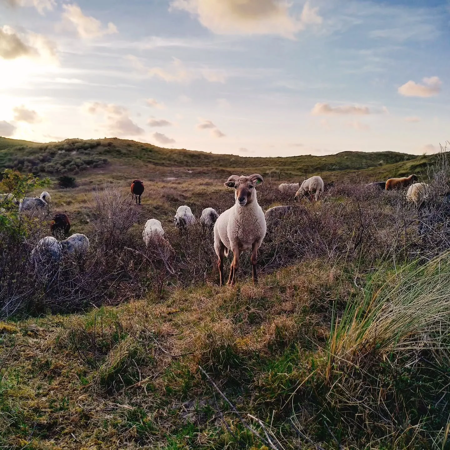 Foto van een paar zomers geleden
De kudde stond in de duinen, vlakbij de vuurtoren op Texel. 
Ik kwam de schapen checken voor de nacht. Net voordat de zon onder ging. 🌄🐏