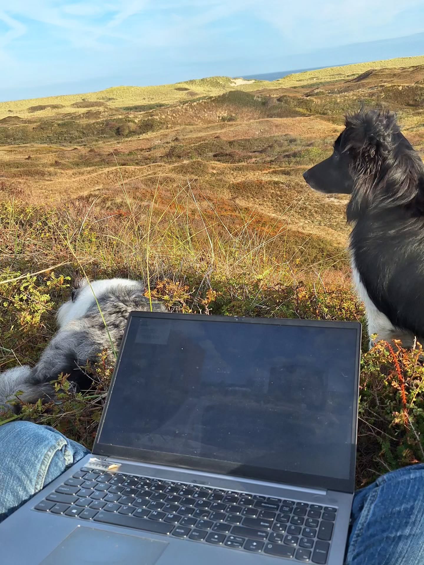 Thuiswerken maar dan... cool. 😎🐏

#hondentrainer #thuiswerken #schaapherder #bordercollie #australianshepherd