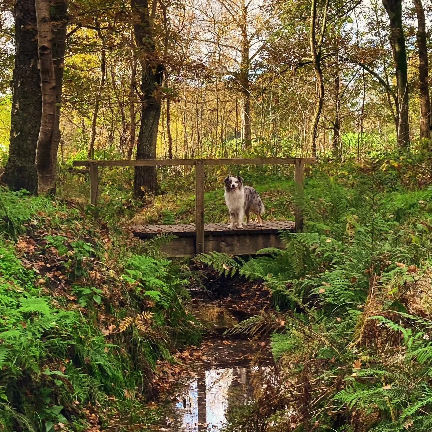 Zo'n ongelofelijk knappe hond... En het beste fotomodel 🧡🍁🍄🪵🦊