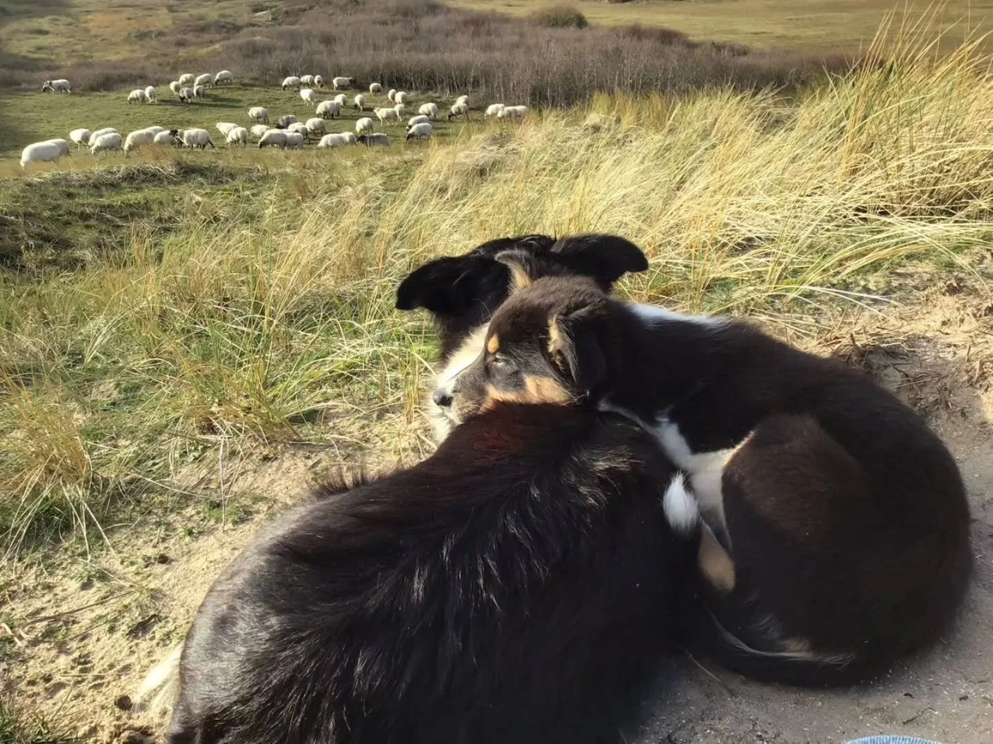 De allerliefste foto van Silke en haar dochter Elvi, samen bij de schapen. 🐏