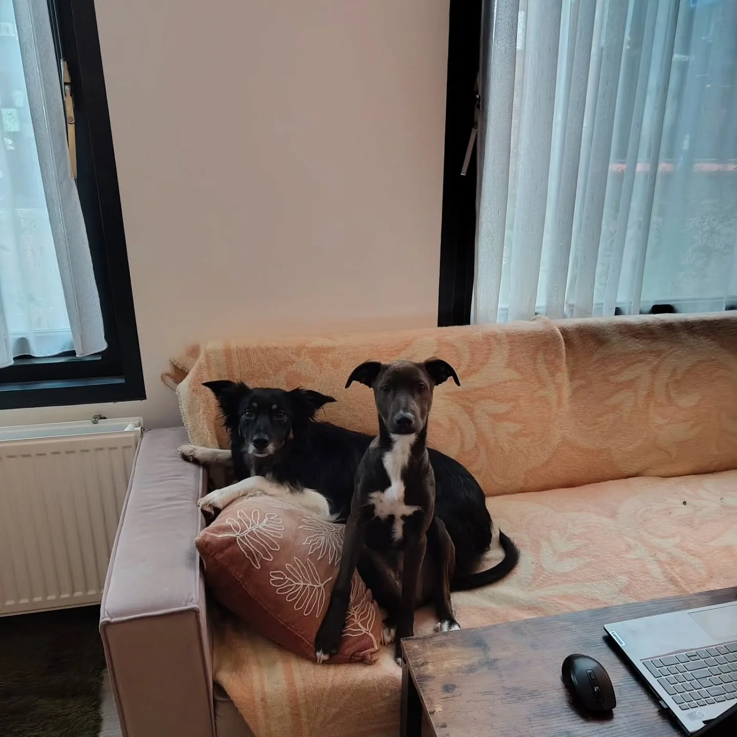 Hasse en podenco puppy Mars 🥹❤️

Honden zijn sociale dieren. Ze communiceren met elkaar, spelen wanneer ze elkaar aardig vinden en trekken waar mogelijk graag met soortgenoten op.

Honden kunnen ook langdurige vriendschap sluiten. Toch is niet ieder