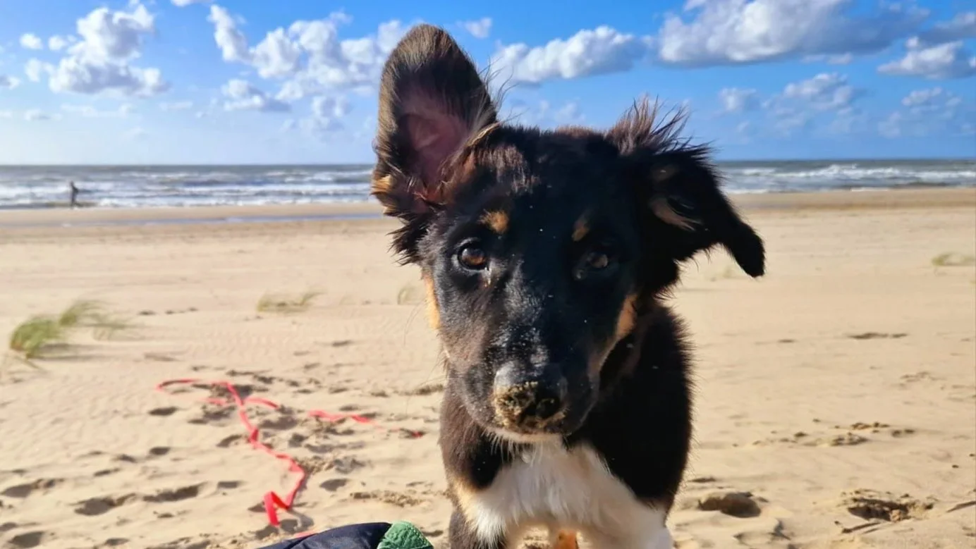 Puppytraining Arnhem; Puppytraining Wageningen; Puppytraining Renkum; Puppytraining Oosterbeek; Hondentraining;