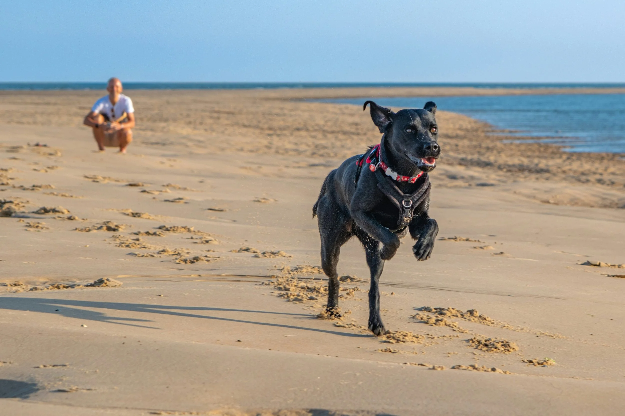 Losloop training, oefenen met hierkomen, workshop hond, vertrouwen tijdens wandelen