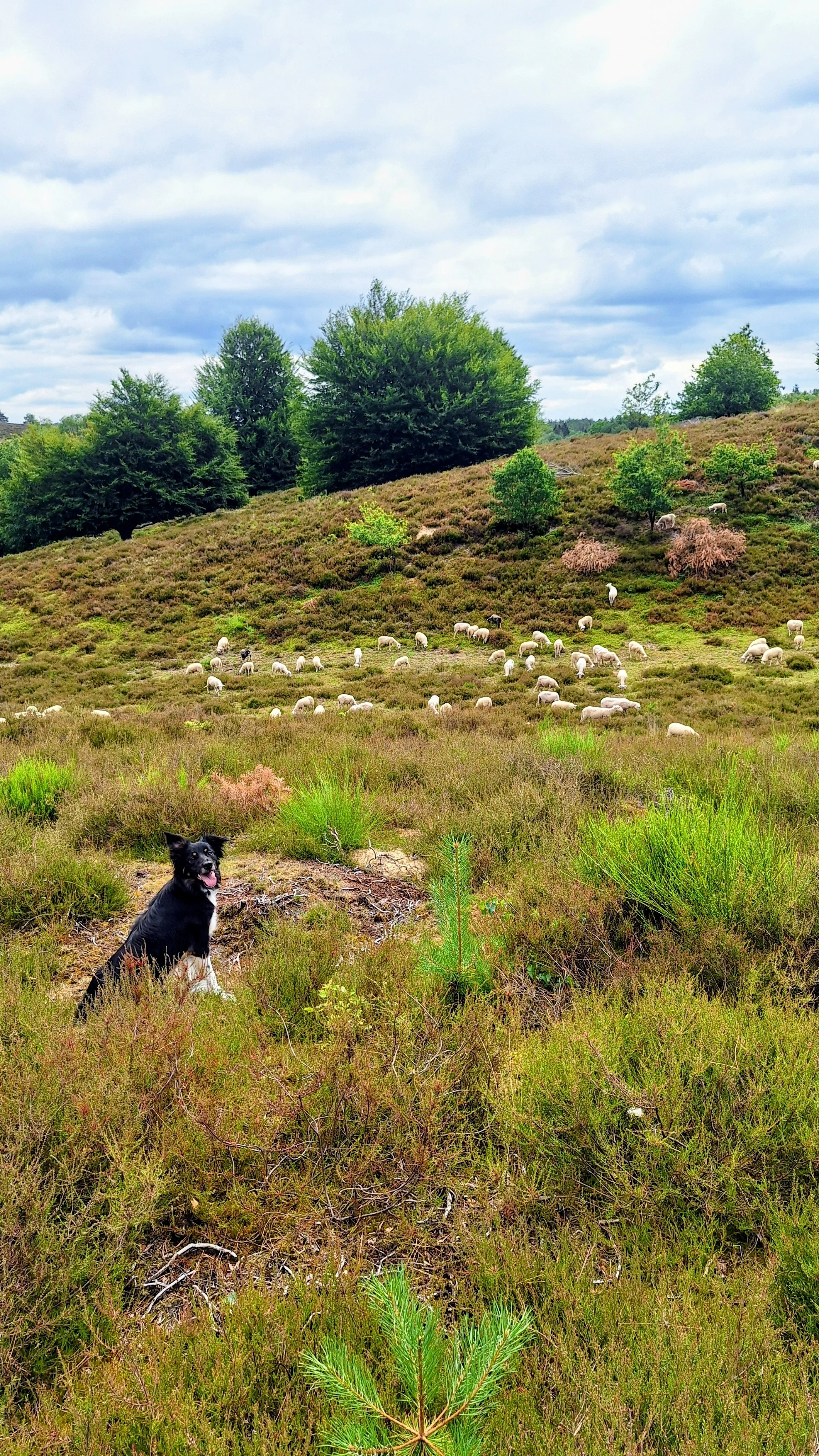 Uitvalgedrag, hulp bij opvoeden hond, schapenhonden, herdershonden, werken met je hond, bijtgedrag, drukke hond