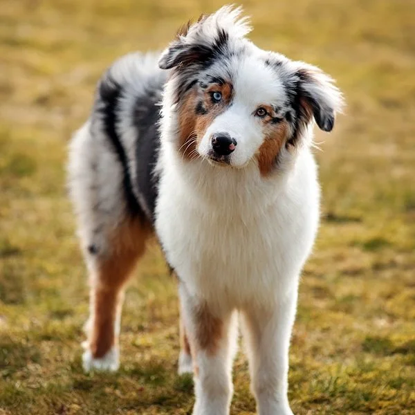 Hondentrainer; hondenschool; puppycursus; Puppytraining Ede