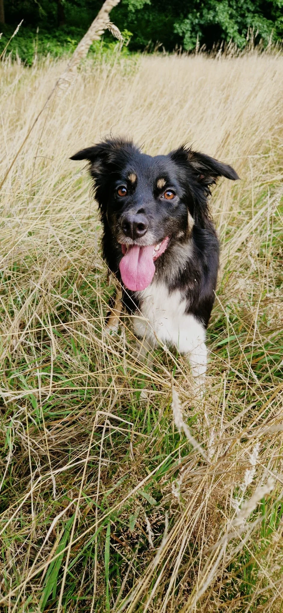Buitenlandse hondentraining; Hond-kind training; Hond valt uit; sport & spel hond; Herdershond training
