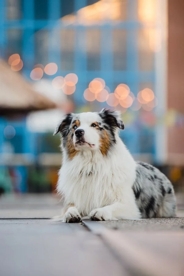 Bordercollie training; Australian Shepherd training;