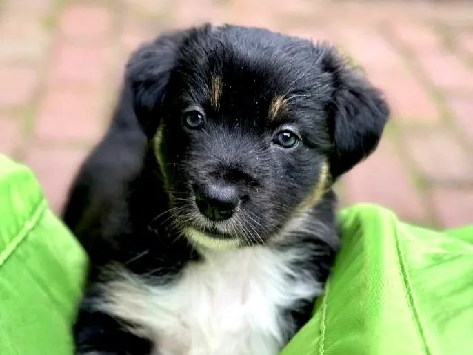 Personal dogtraining; dogtraining Arnhem; Dogtraining Wageningen