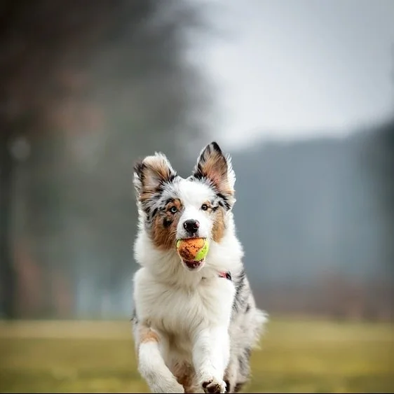 Hond bang voor vreemden; hond alleen thuisblijven; puppy trainen; hond opspringen afleren