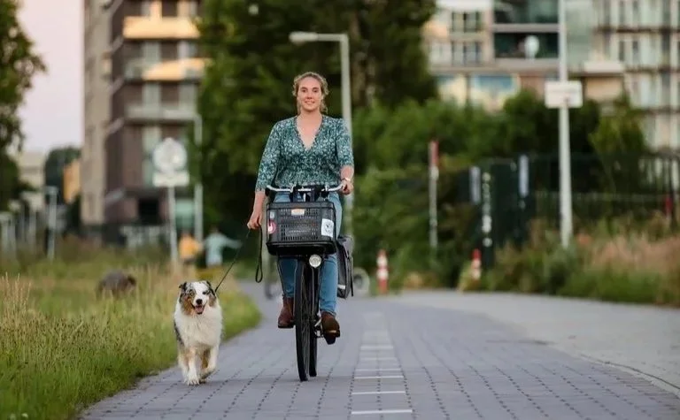 Privéles hondentraining; groepstraining hond; Gehoorzaamheidstraining hond; Positieve hondentrianing