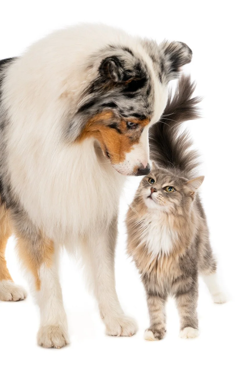 hond loslopen leren; hond leren hierkomen; verlatingsangst hond; online hondentraining; digitale hondentraining