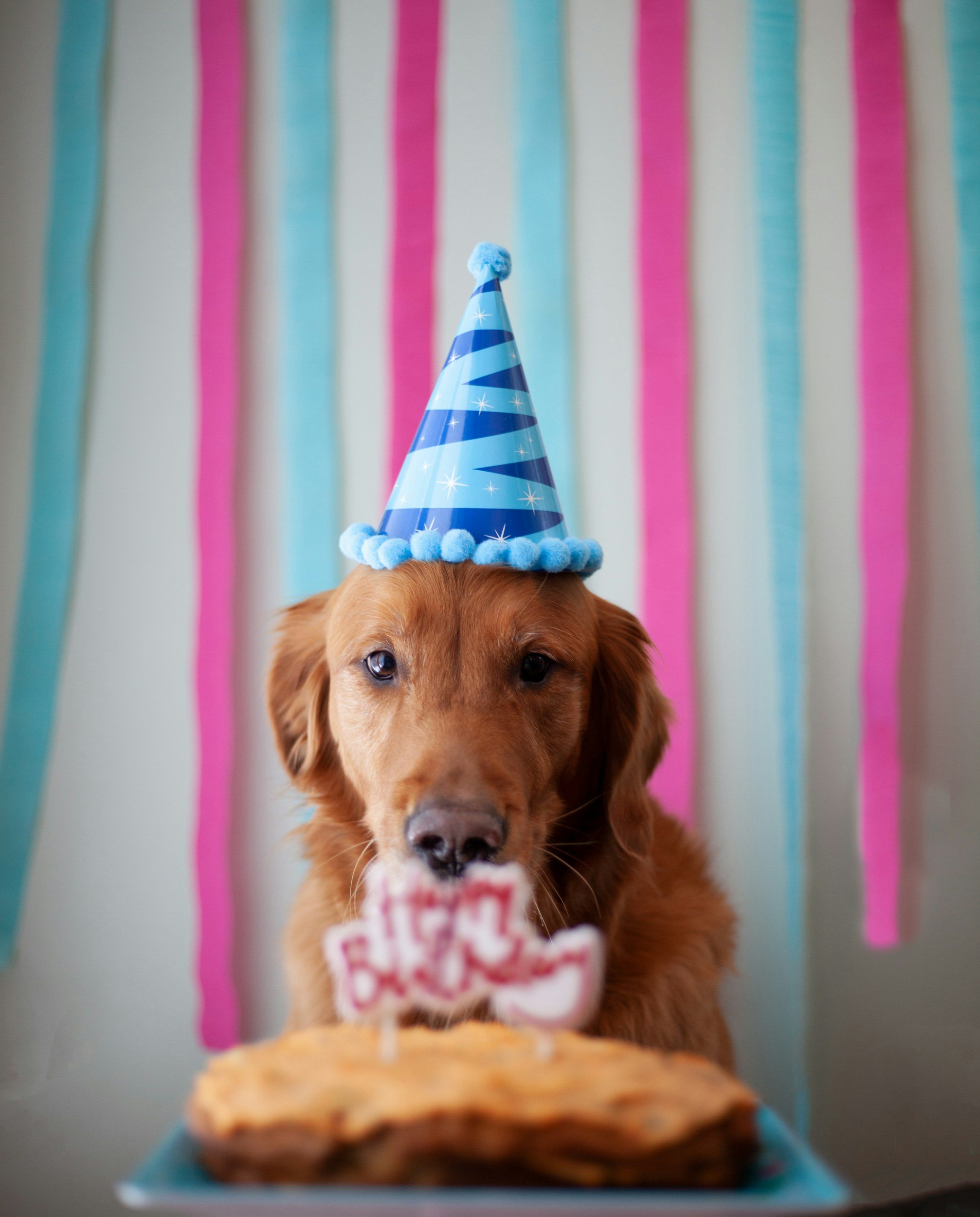 A dog wearing a blue birthday party hat with white pom-poms, sitting in front of a party background with pink, blue, and turquoise streamers. The dog is looking at the camera with a birthday cake in front of it, and a pink and white birthday sign.