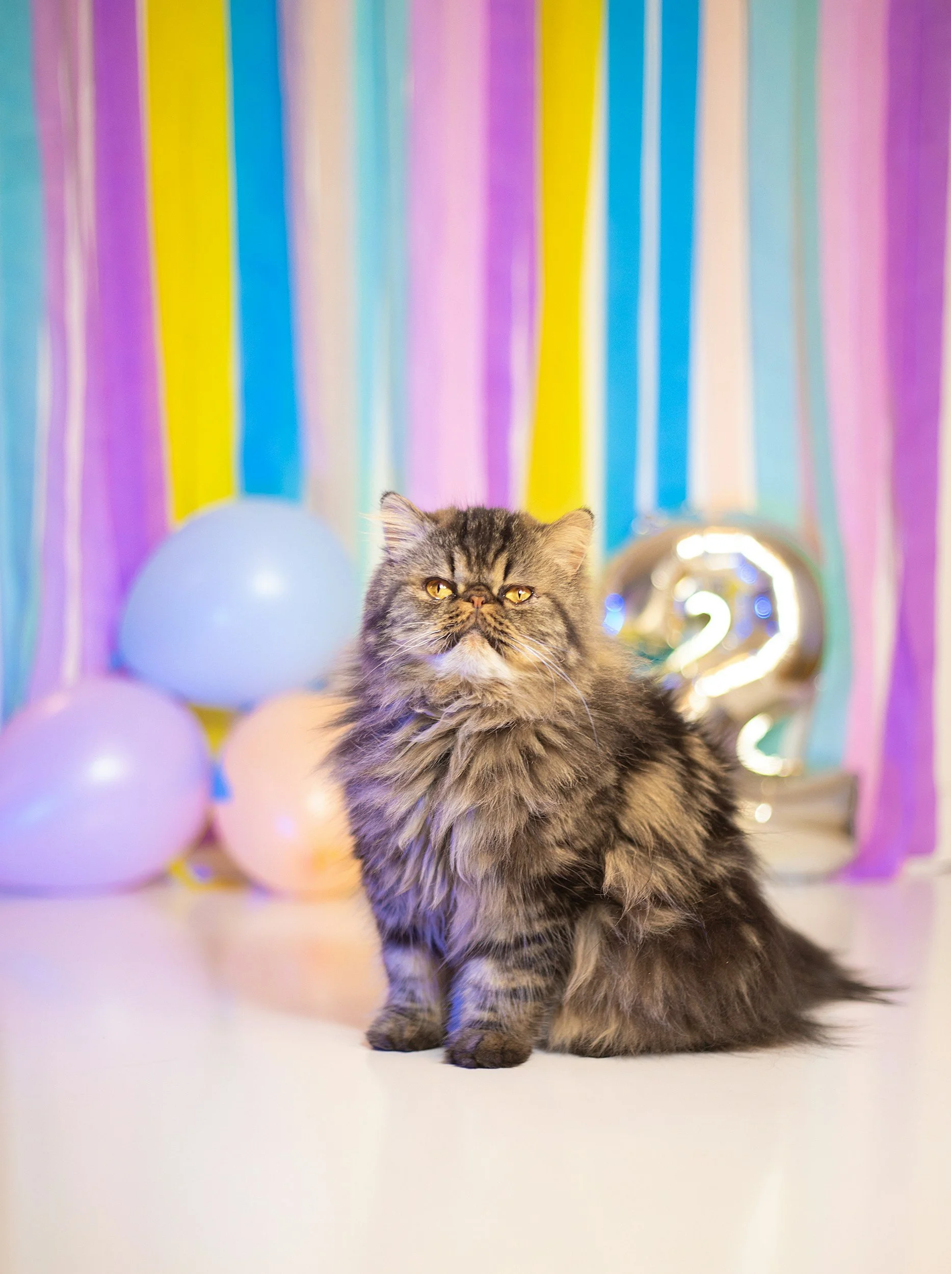 A fluffy, long-haired gray tabby cat sitting in front of a colorful streamers background, with pastel balloons and a silver '2' balloon, likely celebrating a second birthday.