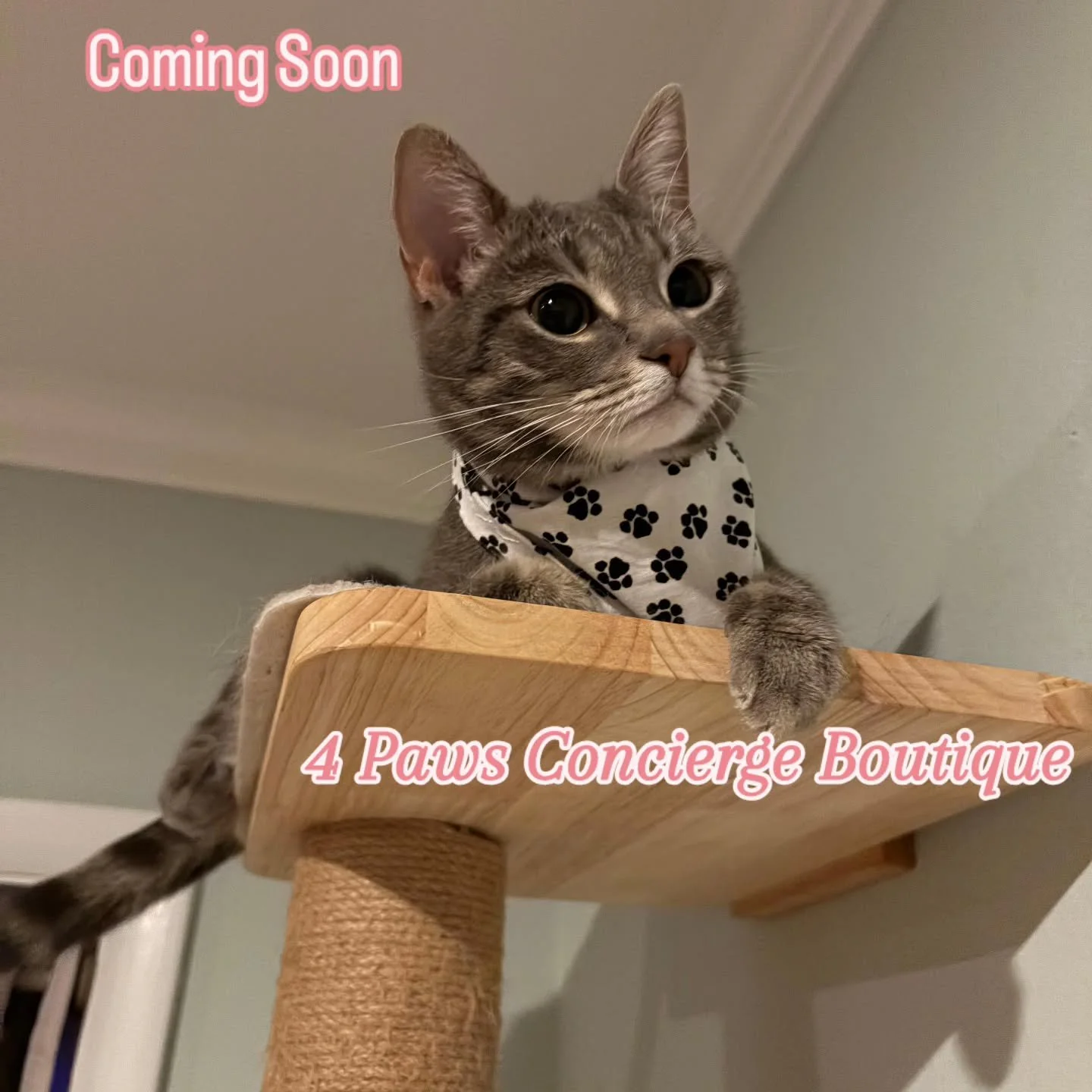 Something new is coming&hellip; and it&rsquo;s wrapped in luxury 🐾✨

Introducing the 4 Paws Concierge Boutique &mdash; where style, comfort, and care meet for your fur baby.

From handmade apparel that turns heads, to homemade treats crafted with lo