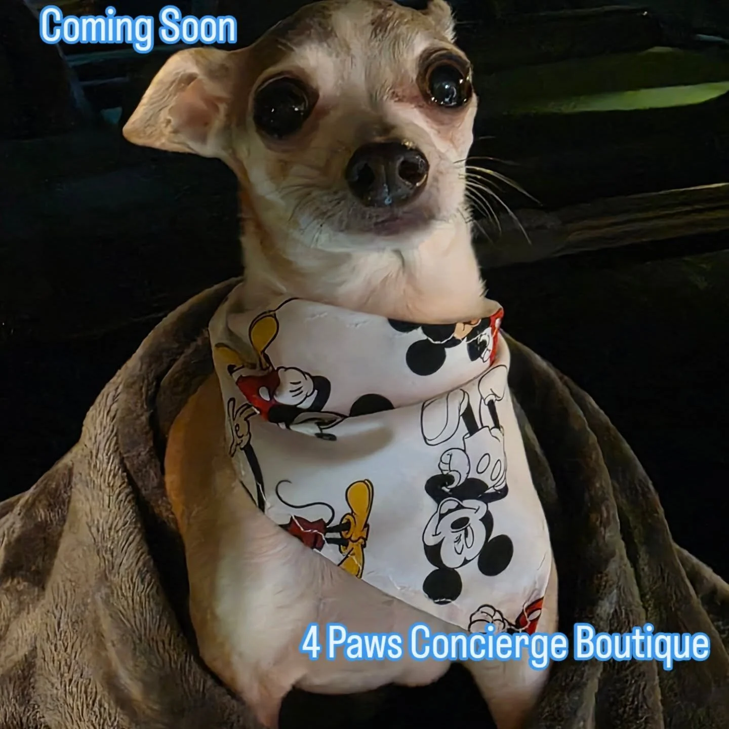 Your pet deserves the best, and we're about to deliver! 🐾✨ Our boutique babies are rocking handmade, luxury pieces, and you can join the pack soon! The 4 Paws Concierge Boutique is launching soon, featuring pieces that combine comfort, style, and a 