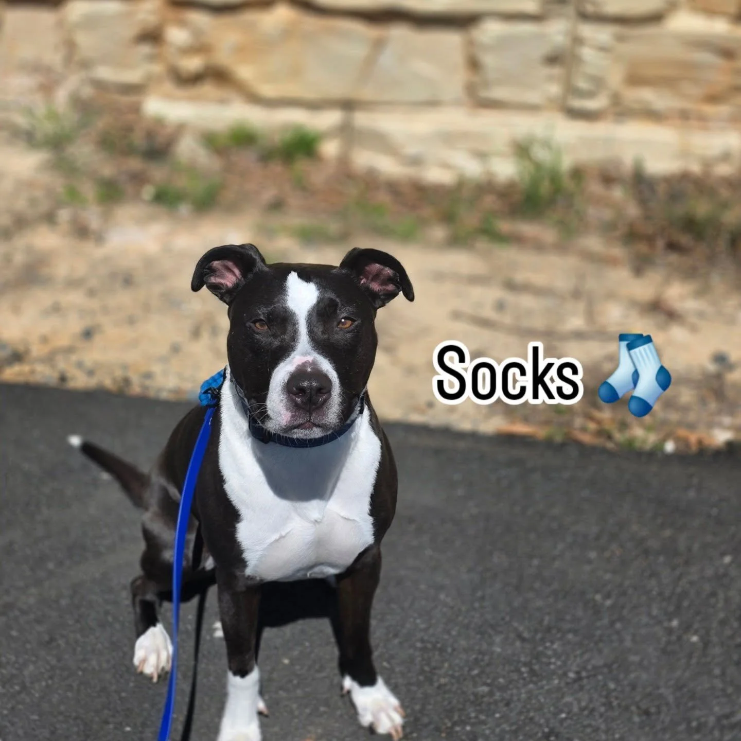 Meet Socks 🖤🐾

This handsome boy just officially joined the 4 Paws Concierge pack, and let&rsquo;s just say&hellip; he's a natural. Calm, confident, and already walking like he&rsquo;s been with us forever.

Socks is bringing style, structure, and 