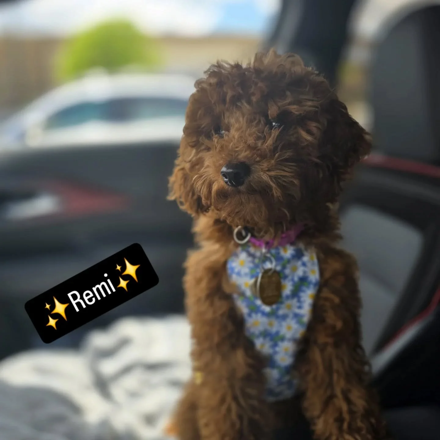 Meet Remi 🤍🐾

Please welcome this little beauty to the pack! Remi is already turning heads and stealing hearts&mdash;and today she&rsquo;s giving us a first look at something special ✨

She&rsquo;s modeling our prototype Summer Stroll Dress ☀️🌼&md