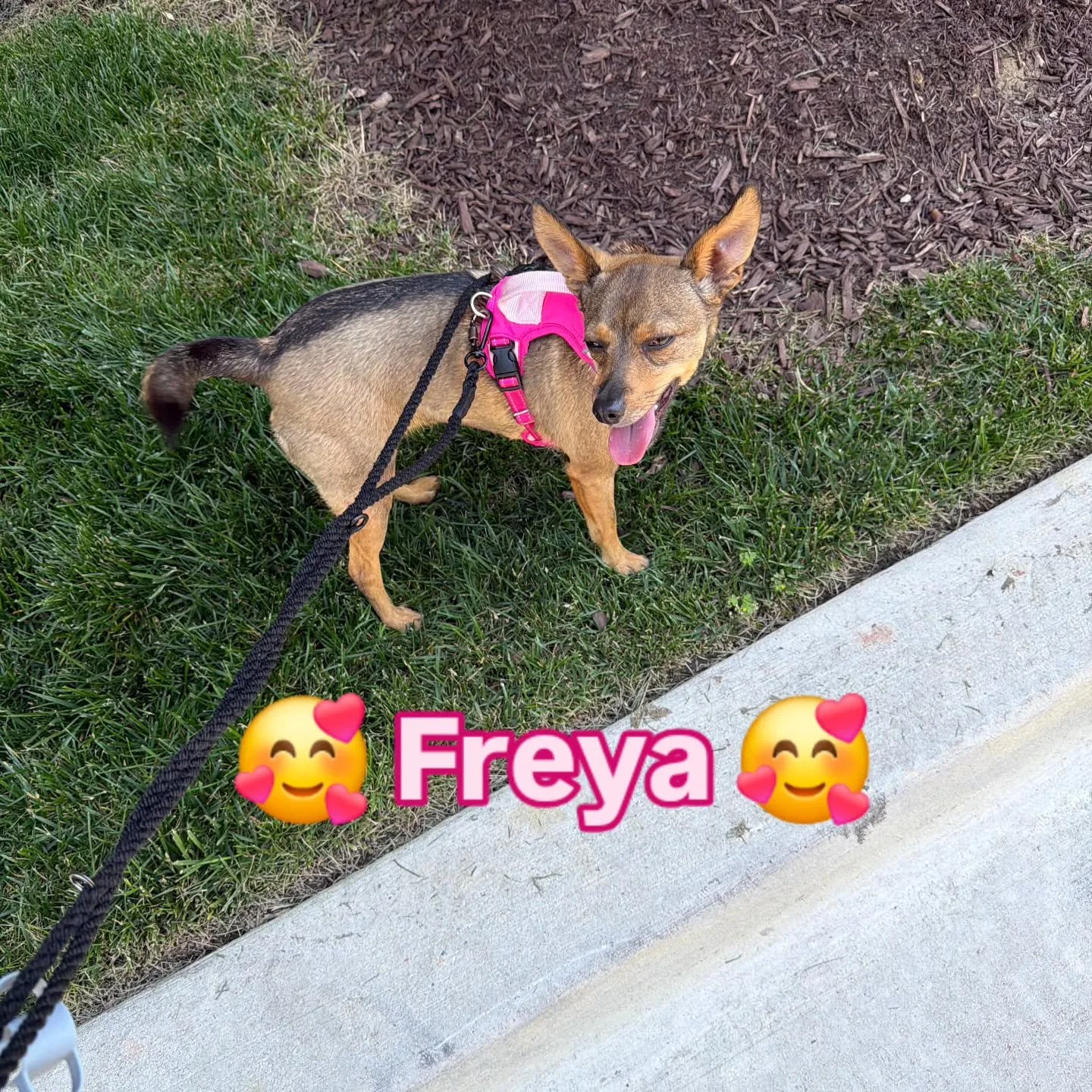 🐾 Welcome to the Pack, Freya! 🐾

Everyone give a warm 4 Paws welcome to our newest furry friend, Freya! 💜

We're so excited to have this sweet girl join our pack and can't wait to be part of her adventures.

We're looking forward to creating lots 