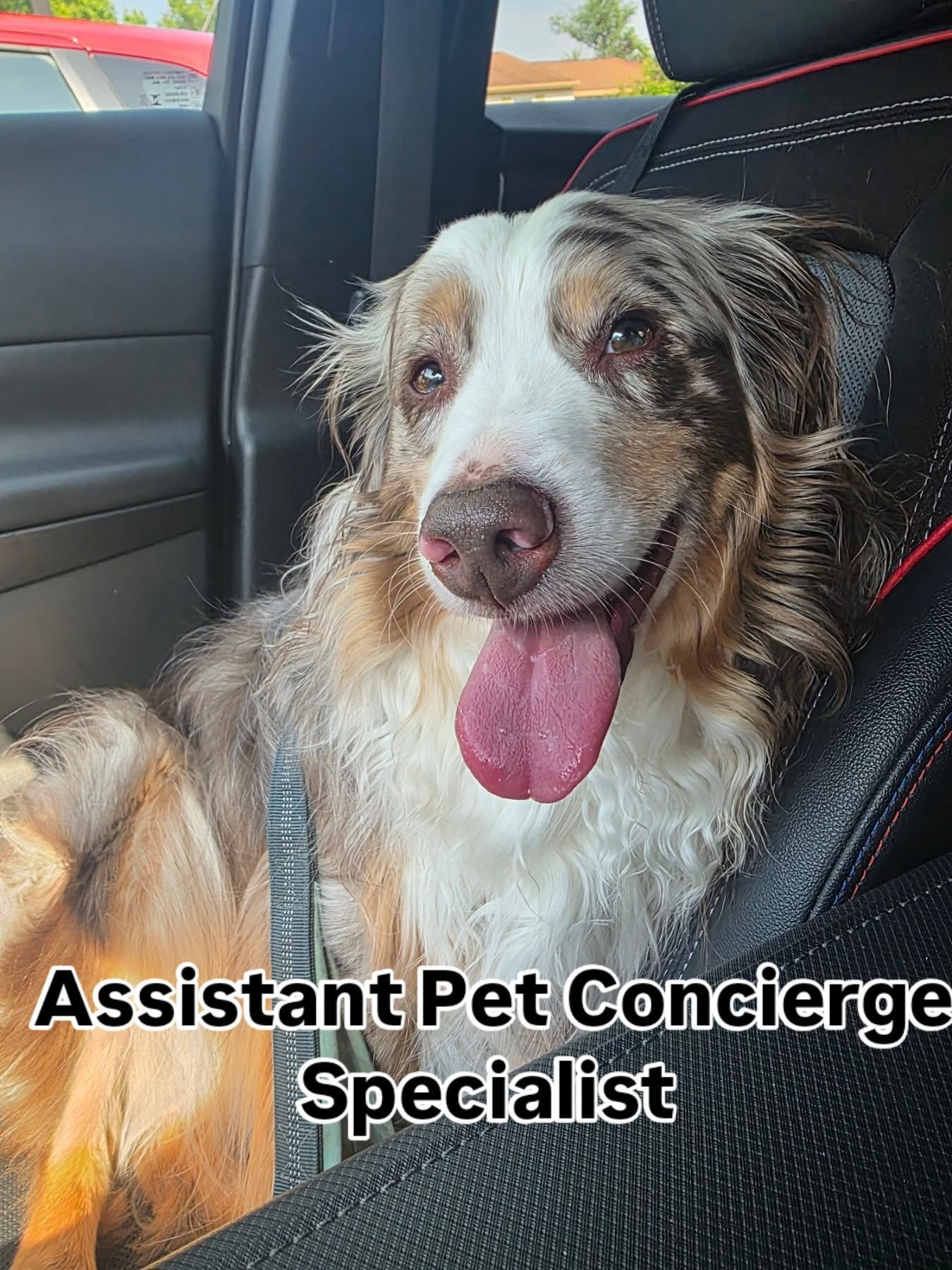 Gunner is clocking in as Assistant Pet Concierge Specialist today. 🐾🚗

His qualifications include:
✔️ Expert ride-along supervisor
✔️ Professional treat quality control inspector
✔️ Advanced squirrel detection specialist
✔️ Morale booster for the e