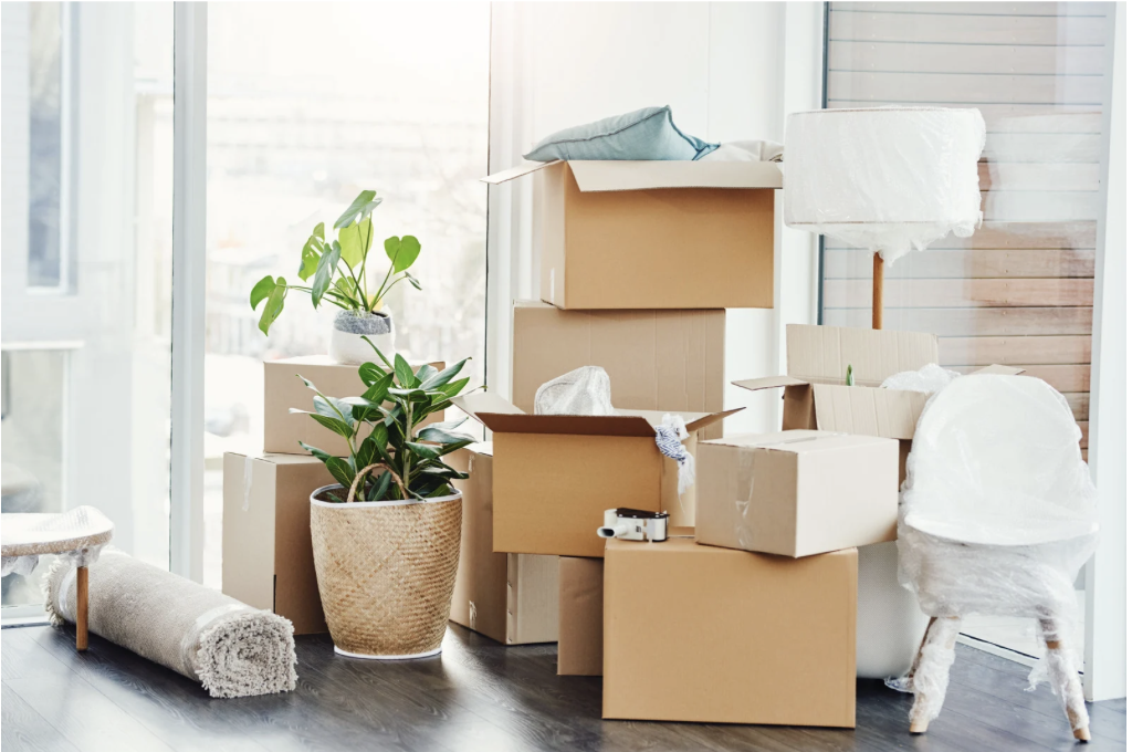 Room filled with packed moving boxes, a potted plant, and a rolled-up rug near a large window.