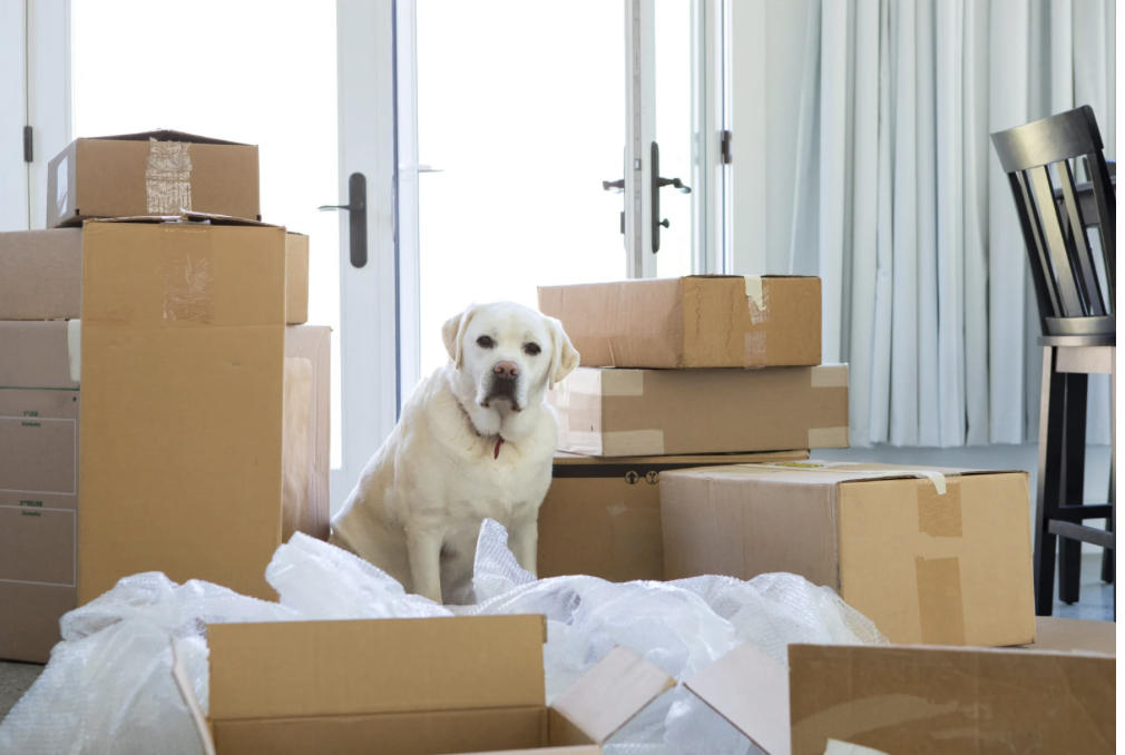 A white Labrador retriever dog sitting among cardboard boxes and packing material in a room with glass doors and curtains.