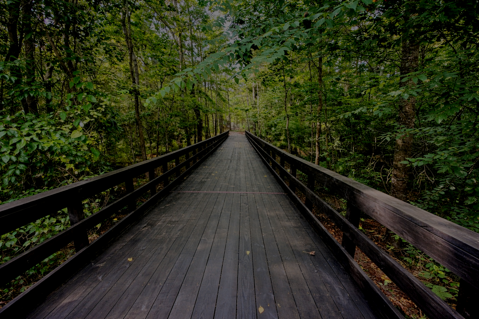 A wooden pathway through a lush green forest with dense trees and foliage.