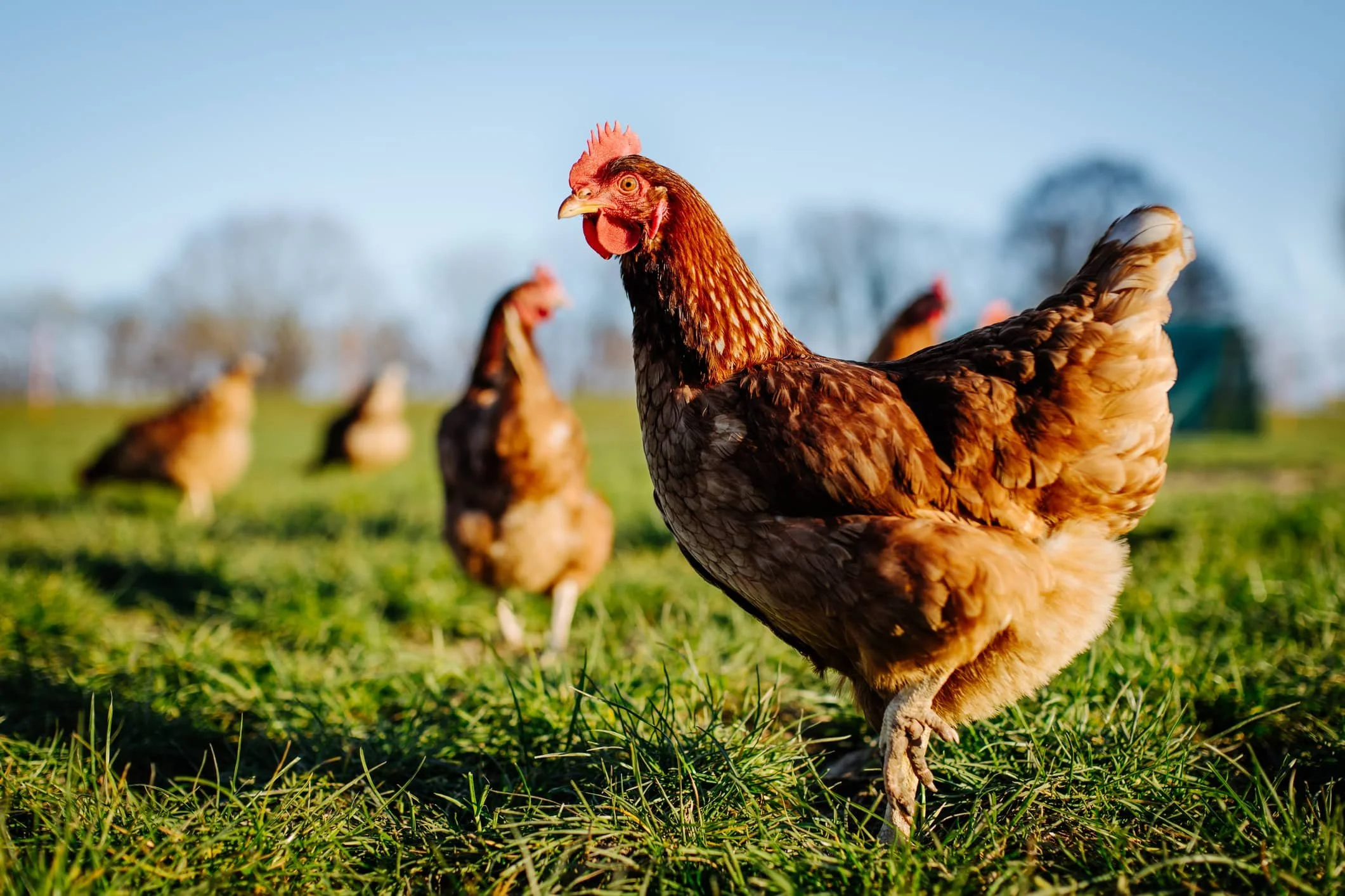 A close-up of a brown chicken in a grassy field with other chickens in the background, under a clear blue sky.
