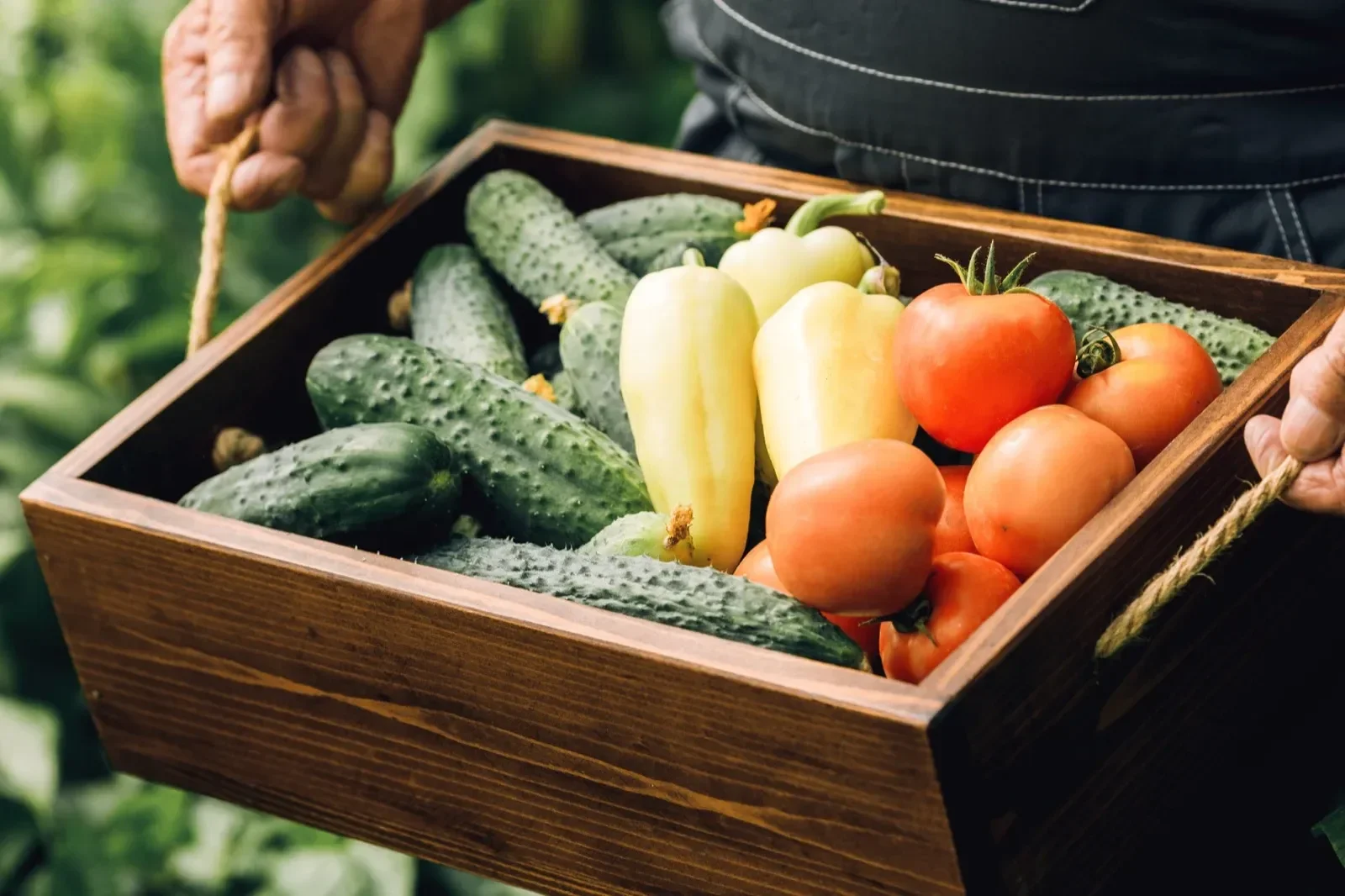 Close-up of a wooden basket filled with fresh cucumbers, yellow peppers, and red tomatoes, being held by a person outdoors.