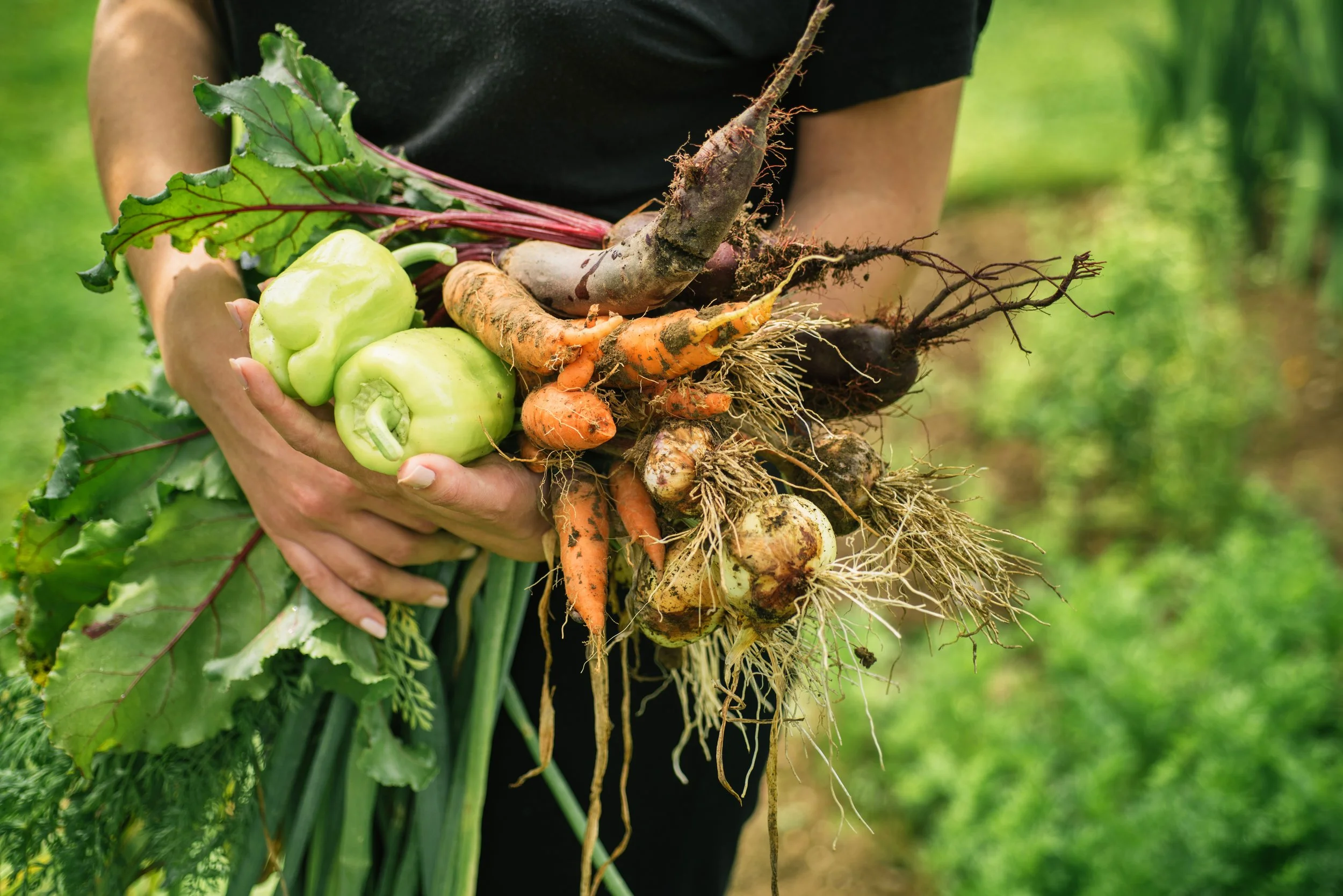 Person holding freshly harvested garden vegetables including turnips, carrots, and bell peppers outdoors.