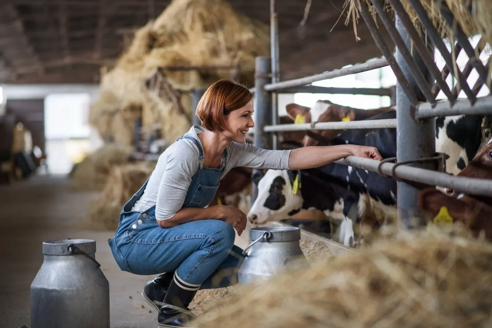 A woman feeding cows in a barn with hay, wearing a denim apron and rubber boots, smiling as she reaches out to the cows.