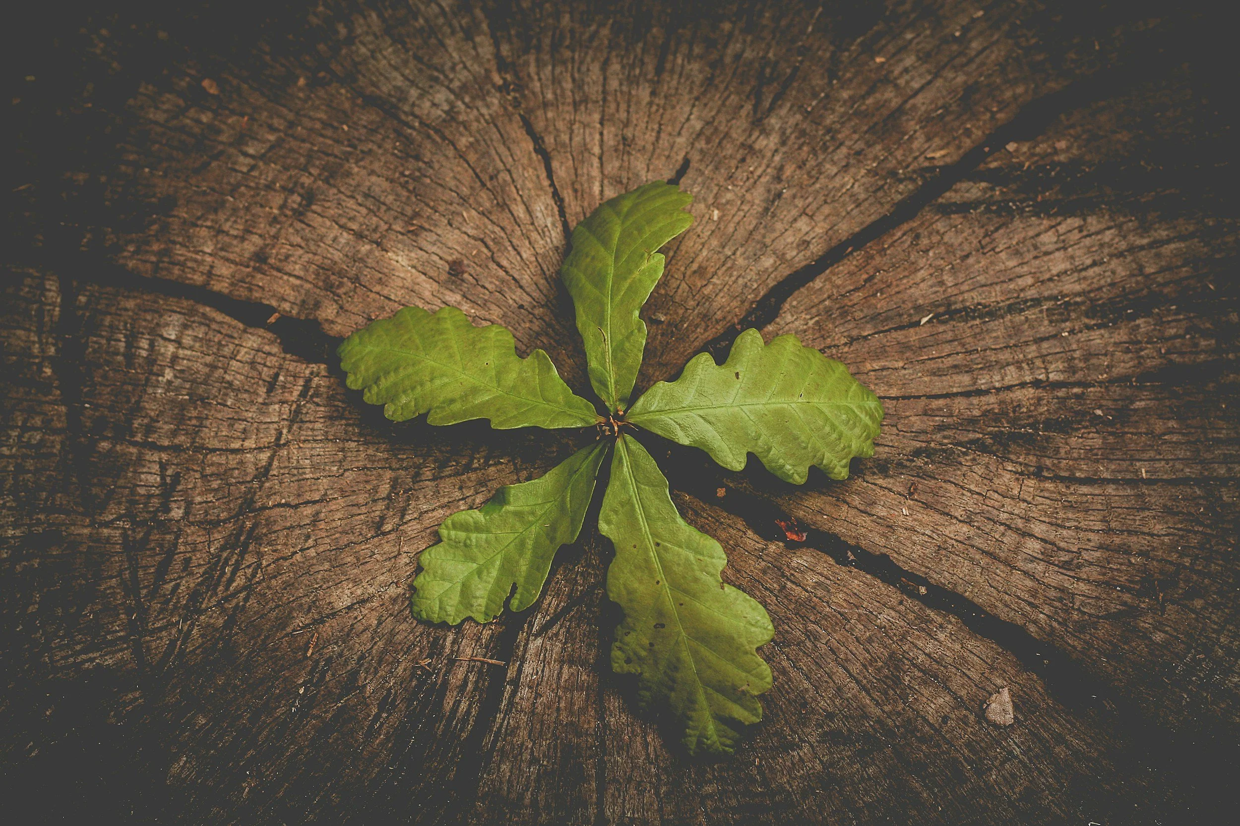 Green leaves growing in a circular pattern on a tree trunk cross-section.