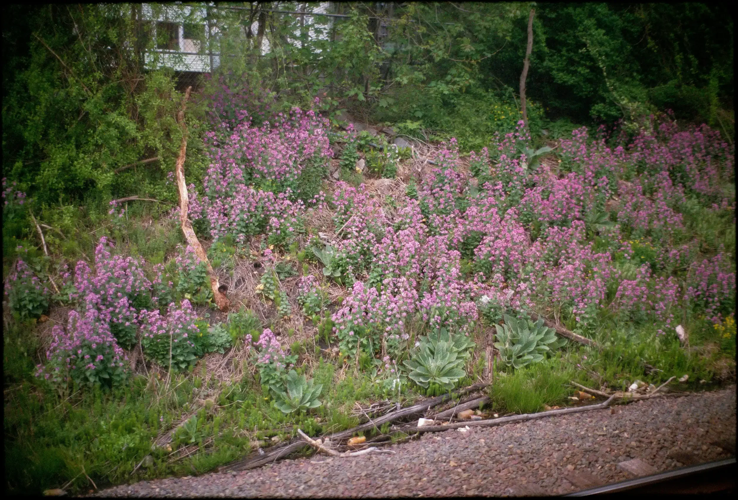 12-13c 001-copy-spotted-Edit.webp