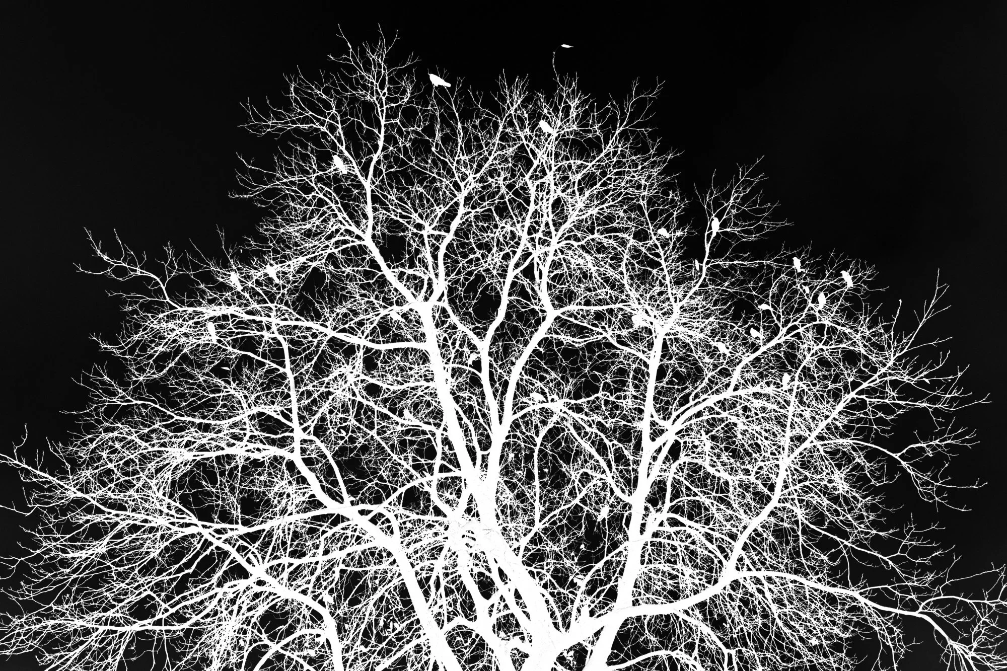 cuervos árbol.jpg