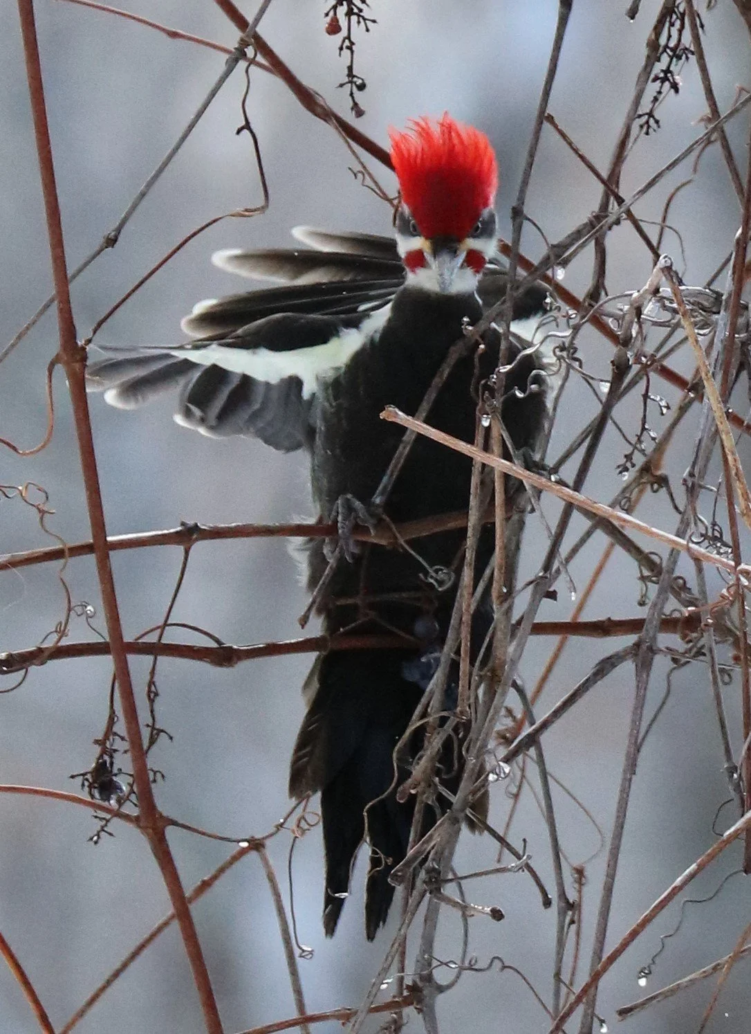 "Don't Mess With Me" - Pileated Woodpecker
